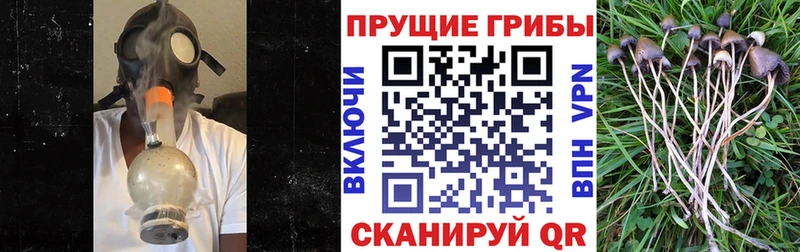 Псилоцибиновые грибы GOLDEN TEACHER купить Шуя